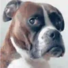 🐶 PERRITOS RANDOM 🐶 11