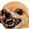PRA DEBOCHAR 11