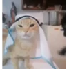 Gato com Capuz de Toalha
