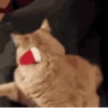 🐱Michis en Navidad🎁🎄 15