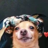 Simon perro bailarin 9