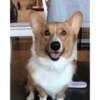 Corgi Life! 21