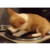 Corgi Life! 19