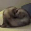 Ferrets 10