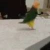 Pajaritos UwU🐦💗💫 15