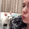 GATINHOS FOFOS V3 💖 6