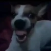 Beijo de gato 10
