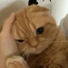 Memes & memes   5