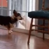 Corgi Life! 28