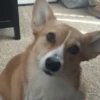 Corgi Life! 24