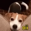Memes pro zap 14
