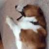 Corgi Life! 17