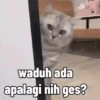 Kocheng pt2 😼 5