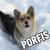 Perritos 🐕 11