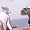 Beijo de gato 14