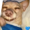 Simon perro bailarin 25