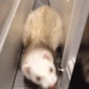 Ferrets 8