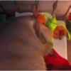 Grinch 21
