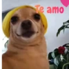 Simon perro bailarin 12