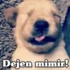 ✴️💚Funny Dogs🐶✴️ 6
