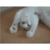 Gatitos cute 5