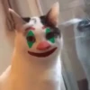 Cats 11