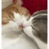 Cats 7