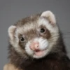 Ferrets 6