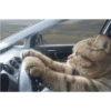 Gatitos cute 6