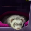 Ferrets 5