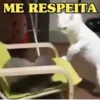 MEMES FELINOS 😺 14