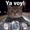 ࿃࿈Memes perrones.Mov࿈࿃ 6