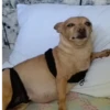 Simon perro bailarin 19