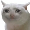 Memes de gatinho 9