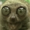 Memes engraçados de animais 11