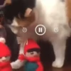 🐱Michis en Navidad🎁🎄 9