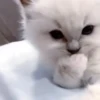 Cats 🐱 6