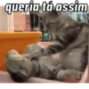GATINHOS FOFOS V3 💖 10