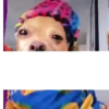 Simon perro bailarin 10