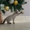 🐱Michis en Navidad🎁🎄 24