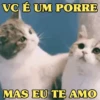 MEMES FELINOS 😺 10