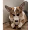 Corgi Life! 11