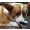 Corgi Life! 18