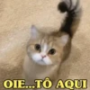 MEMES FELINOS 😺 8
