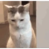 Gatitos cute 14