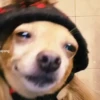 Simon perro bailarin 22