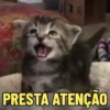 MEMES FELINOS 😺 15