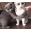 Animal funny 6