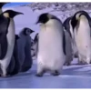 ANIMAÇÕES ENGRAÇADOS🤣 5