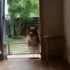 Corgi Life! 6